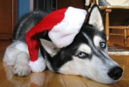 Husky P�re-Noel